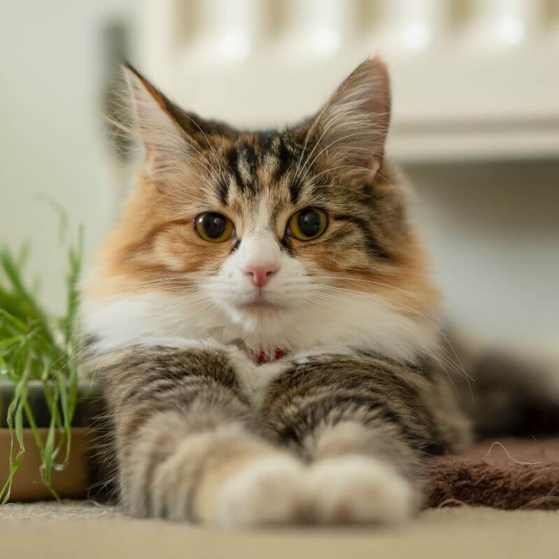 Calico cat kitten