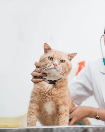 cat at the animal hospital