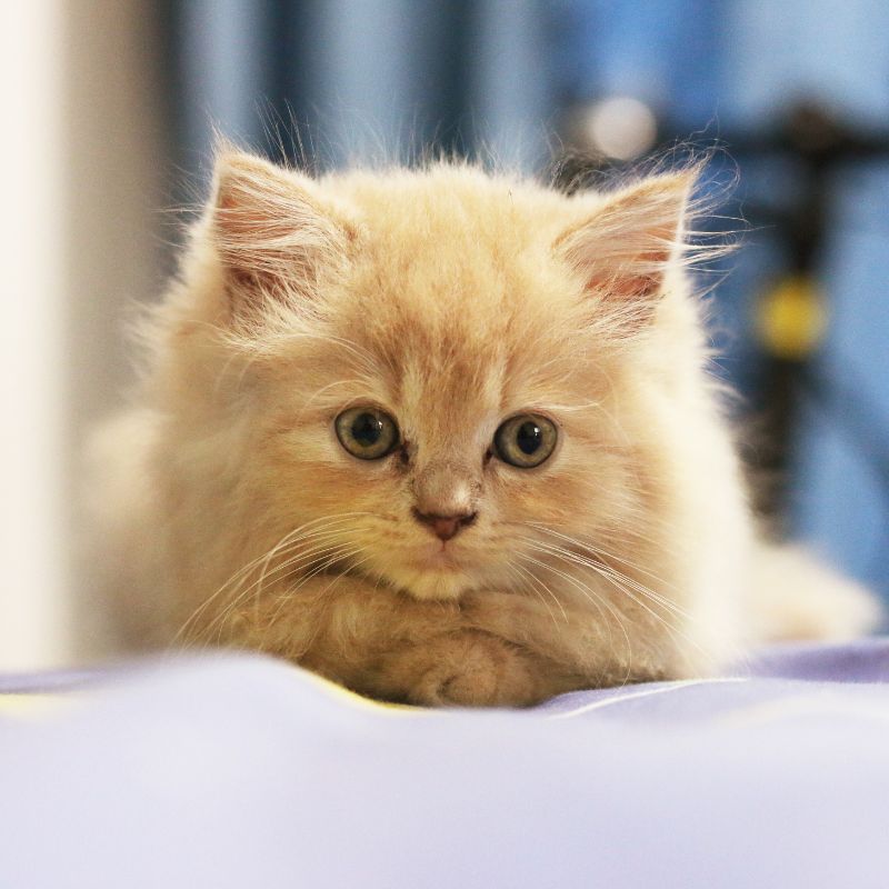 A small, fluffy kitten peacefully resting on a soft bed