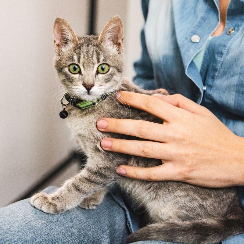 A woman gently cradles a gray kitten in her lap