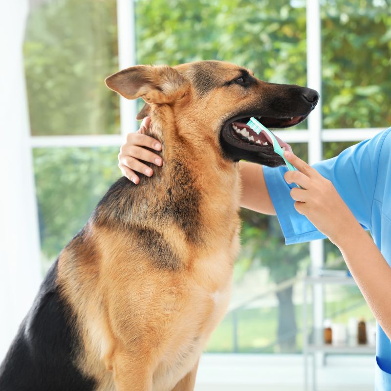 A woman in a blue shirt gently brushes a dog's teeth