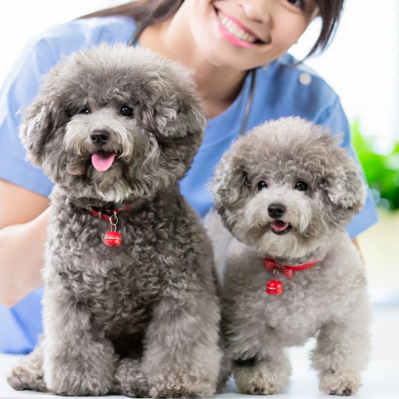 payment-banner (1) A woman in scrubs gently holds two poodle dogs