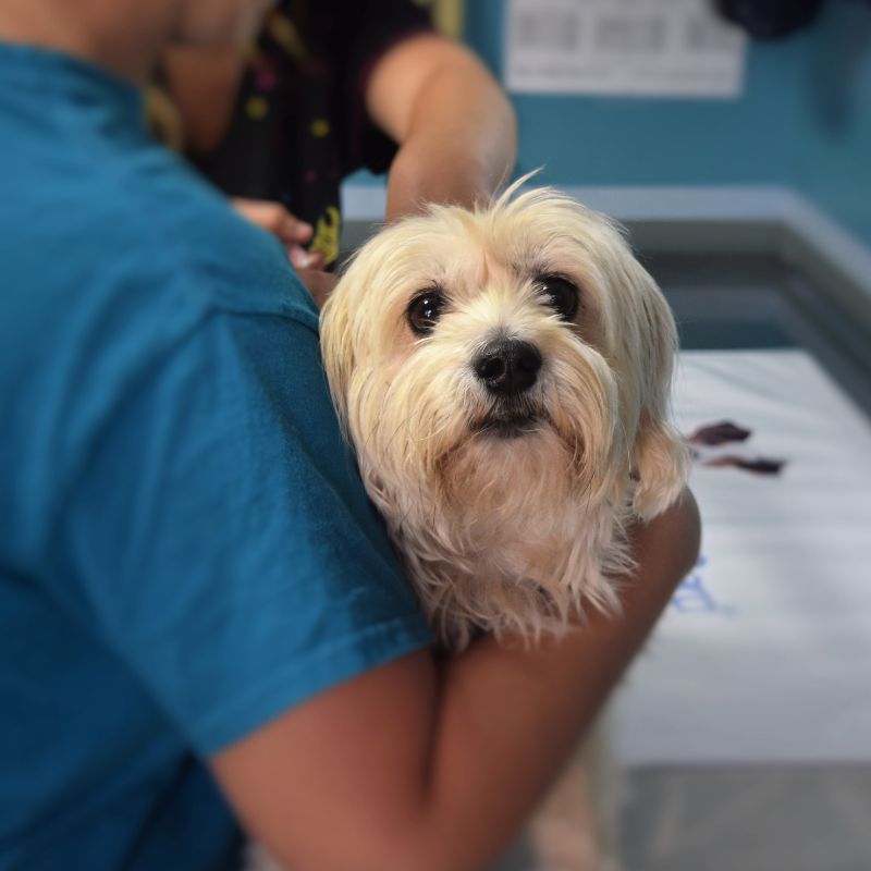 A person holds a small white dog in her arms