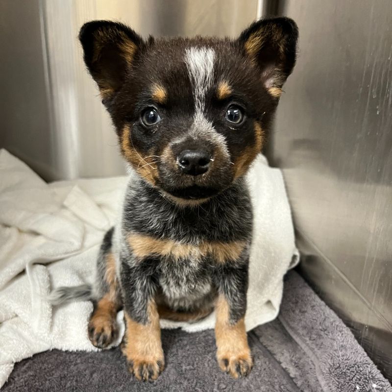 A small dog rests on a towel