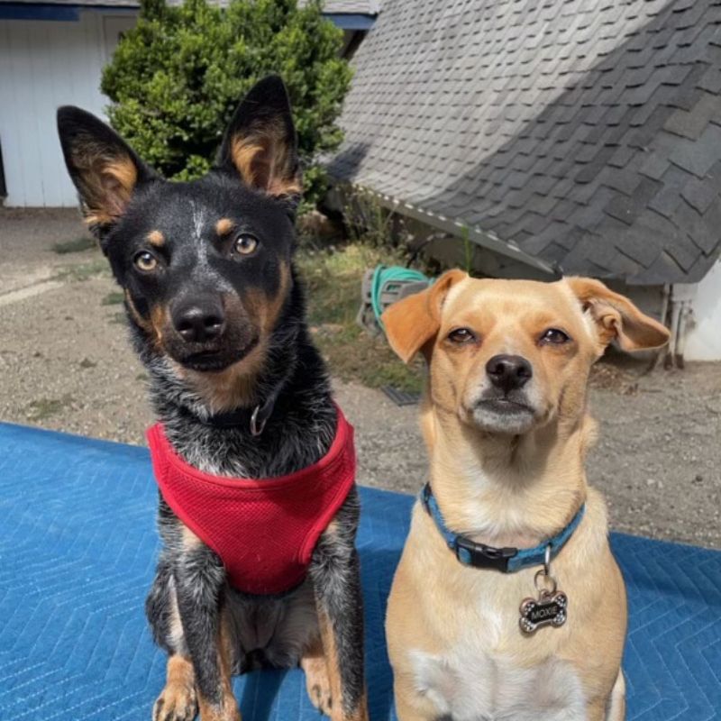 Two dogs sitting side by side on a blue mat