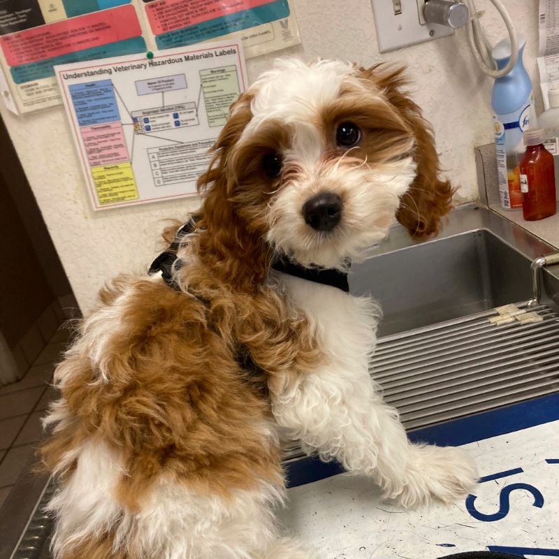 A dog perched on a counter