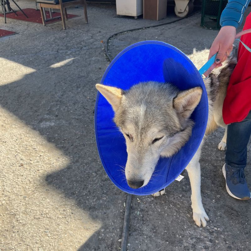 A dog wearing a cone on its head